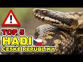 TOP 5 HADI VYSKYTUJÍCÍ SE NA ÚZEMÍ ČESKÉ REPUBLIKY