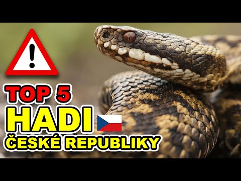 Video: Jsou hadi s modrými pruhy jedovatí?