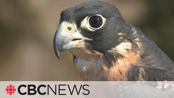 How is climate change impacting bird migration?