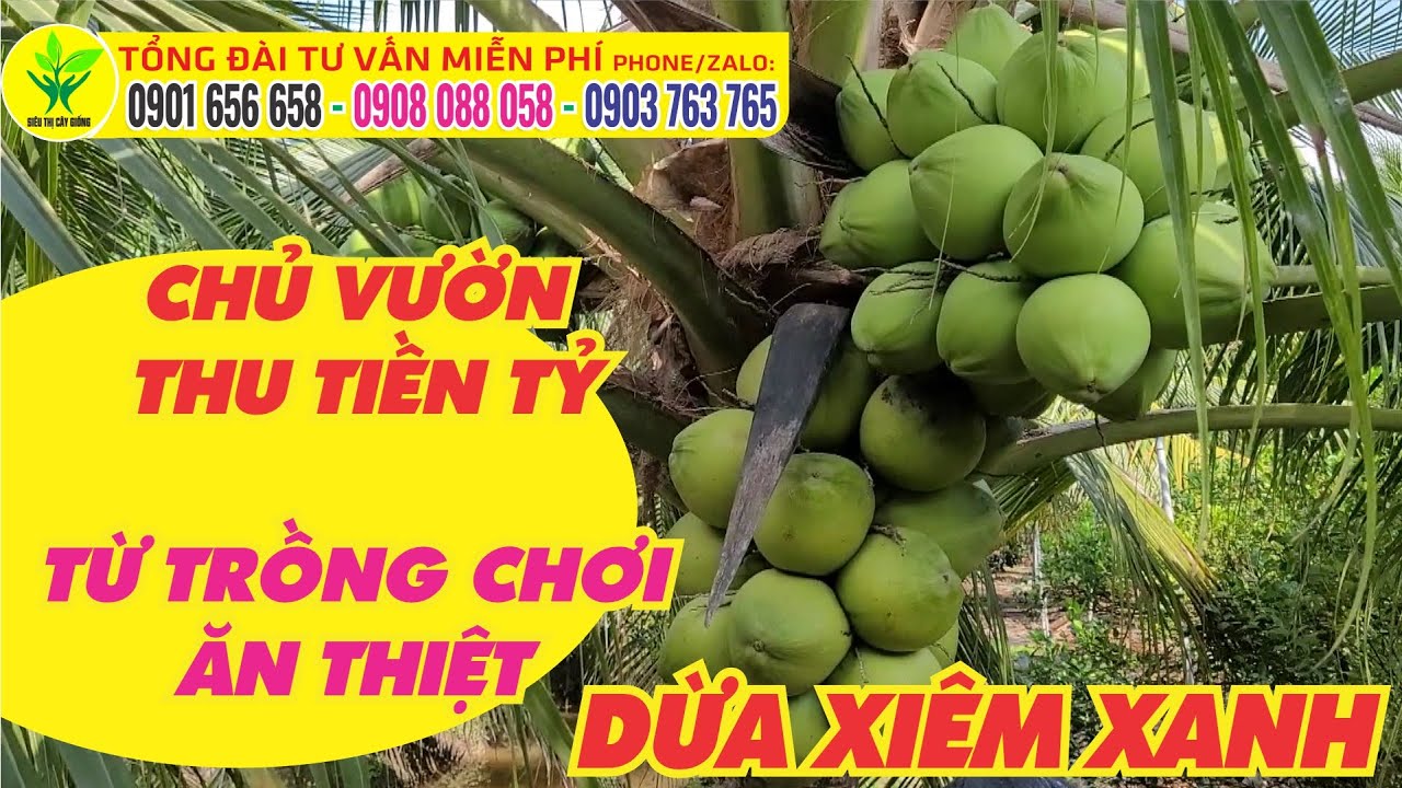Chủ vườn dừa chỉ cách trị ĐUÔNG DỪA -  KIẾM TIỀN TỶ MỖI NĂM Dừa xiêm lùn CÂY KINH TẾ ỔN ĐỊNH