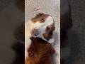 Let’s see what dogs are wearing makeup at dog daycare!