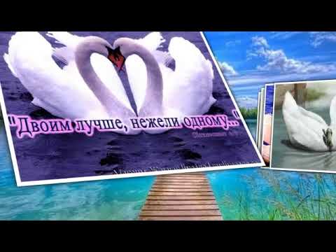 Лебедь птица - символ верности..... - YouTube