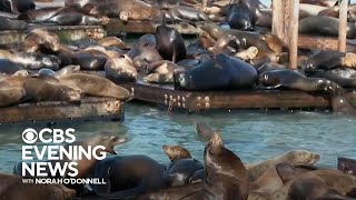 Anchovies Behind Surge Of Sea Lions In San Francisco