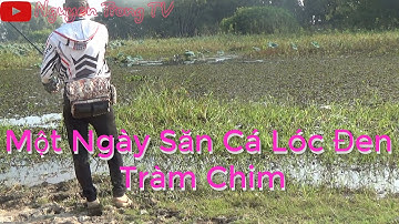 Câu Cá lóc Tràm Chim Cùng @thayvuvlog