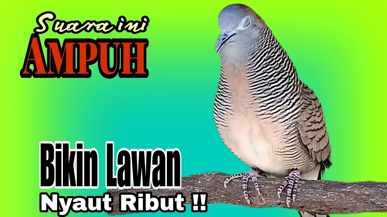 PANCINGAN PERKUTUT SUARA AMPUH BIKIN SEMUA LAWAN LANGSUNG IKUT NYAUT RIBUT