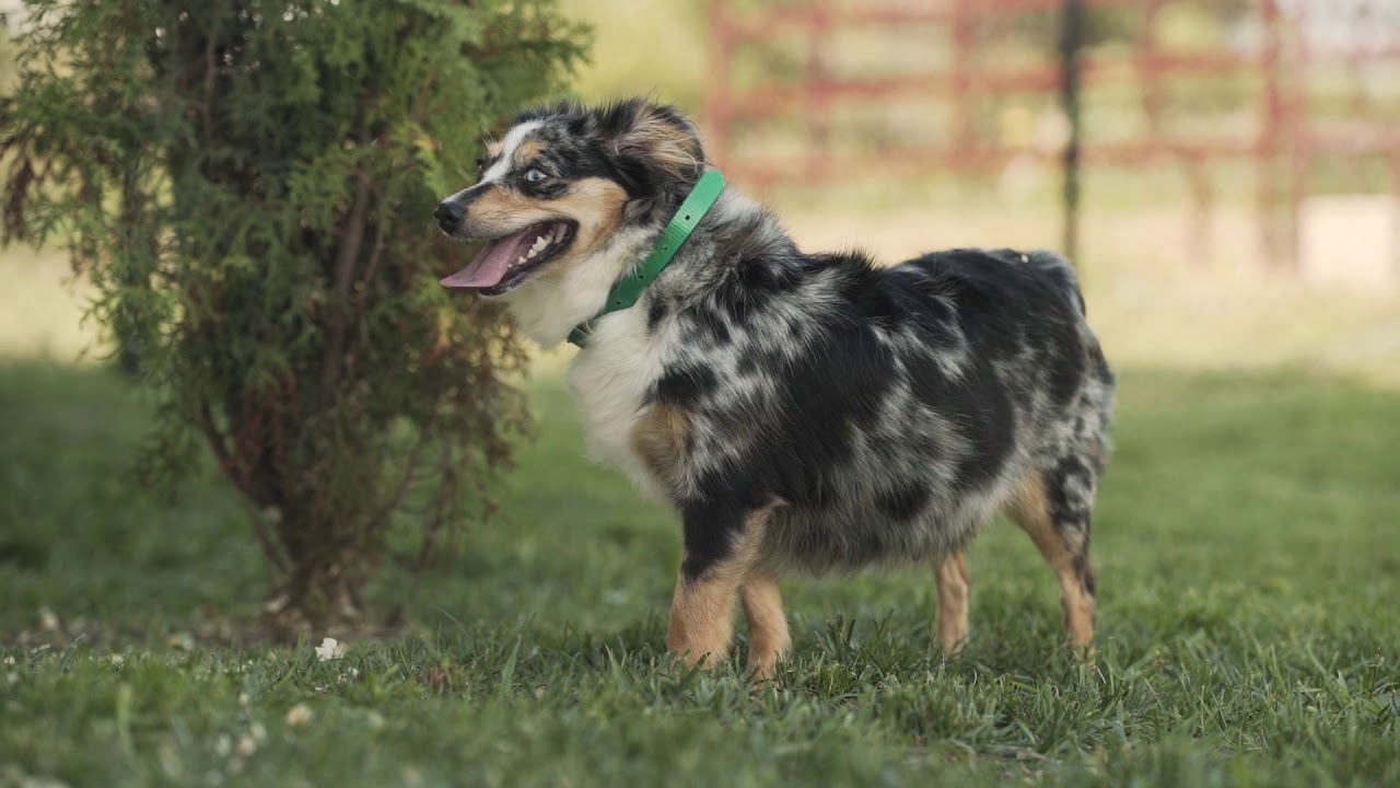 Meet the Australian Shepherd Petland Florida YouTube