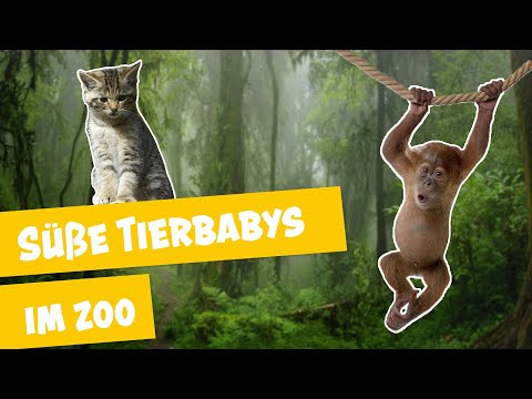 Video: Die süßesten Zoo-Babys von 2016