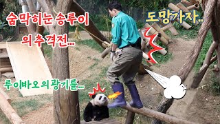 숨 막히는 송루이의 추격전...ㅋㅋㅋ 🤣🤣🤣세상에!! 😂 송바오는 할부금을 내고 도망가려고 했던... ㅋㅋㅋ🤣🤣🤣