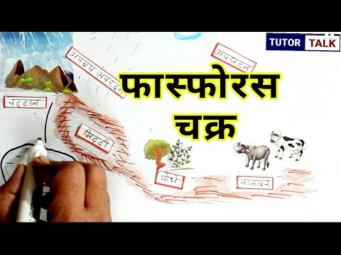 वीडियो: कार्बनिक फास्फोरस कहाँ पाया जाता है?