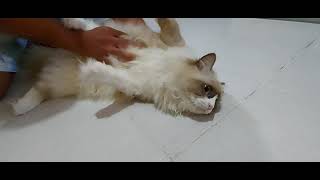 Training Kittens 101 'How to trained your kitten to stop from biting you.' by Happy Cats PH 629 views 3 years ago 3 minutes, 34 seconds