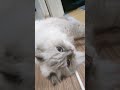 #cat #cute #ytdayibenionecikarnolur #keşfet #abone