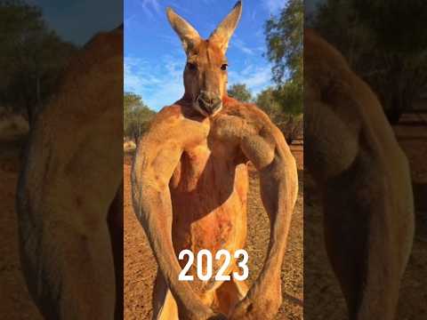2023 Kangaroo vs
