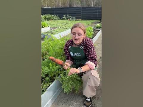 Как хранить морковь? - YouTube