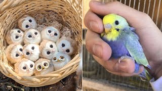 Smart And Funny Parrots Parrot Talking Videos Compilation (2023) - Cute Birds #41