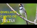 O MELHOR CANTO DE COLEIRO TUI TUI ZEL ZEL POR 10 HORAS