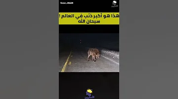 سبحان الله شاهد أكبر ذئب في العالم Shorts 
