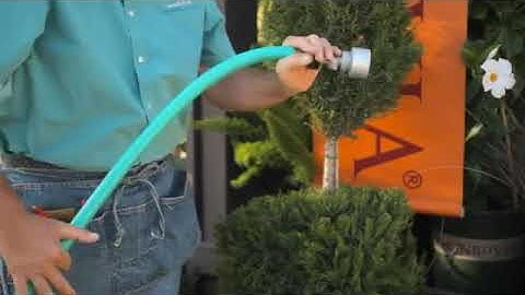 How to Water a Topiary