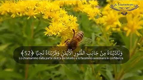  Corano tradotto italiano arabo  سورة مريم  قران مترجم  عربي ايطالي