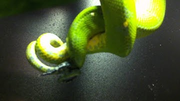 Manokwari locality Green Tree Pythons mating on March 21, 2012