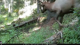 2017-08 - small bull elk walking by, but first, he had to pee! Grand Mesa Area