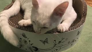 Cardboard Cat Scratcher Review by Catville cat | Scratcher Pad real review by Catville upon Purr 236 views 3 years ago 4 minutes, 1 second
