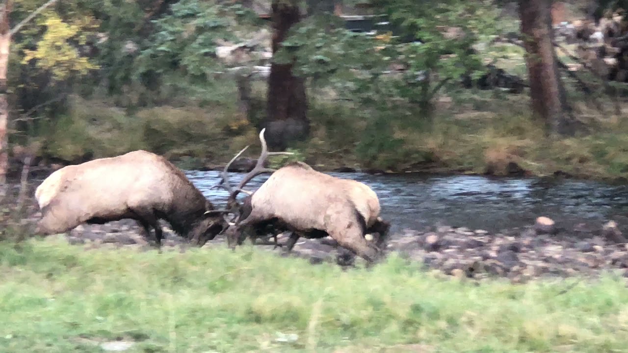 Two Bull Elks Fight With One Another in the River - 1249208