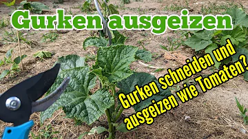 Wie weit müssen Tomaten und Gurken auseinander gepflanzt werden?