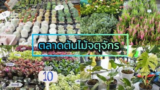 ตลาดต้นไม้จตุจักร เริ่มต้น 10.- อัพเดทล่าสุด​ Chatuchak Plant Market Update​ 27/05/24