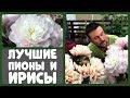 Лучшие сорта пионов и ирисов 2019! Выставка в ботаническом саду МГУ