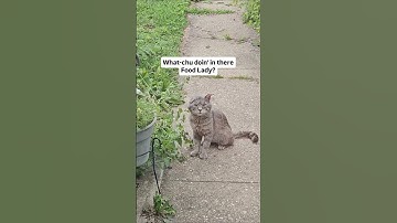Feral Buster is enjoying some NIP when he spots The Food Lady.😁 #catnip #feralcats #streetcats #cats