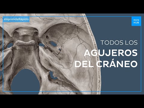 Video: ¿Qué vasos) entran en el cráneo por el foramen magnum?