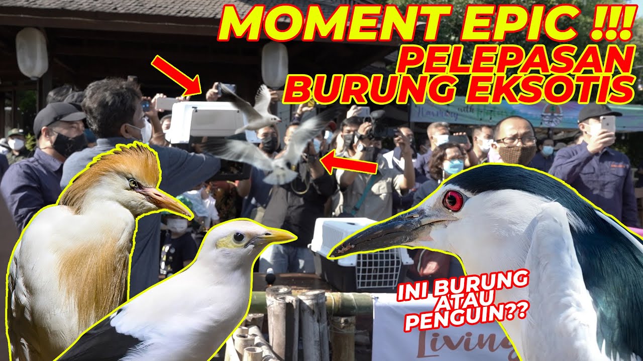 PULUHAN EKOR BURUNG CANTIK TERBANG BEBAS !!! SAYANGI ALAM,SAYANGI