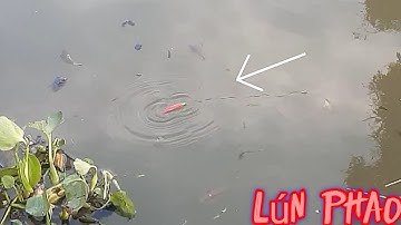 Trời vừa sụp tối cứ 30 giây lên con thác lác.quá mê luôn #p14 youtube câu cá hóc môn