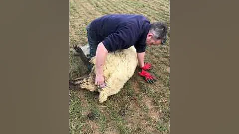 Lambing Rutland Ewe farm