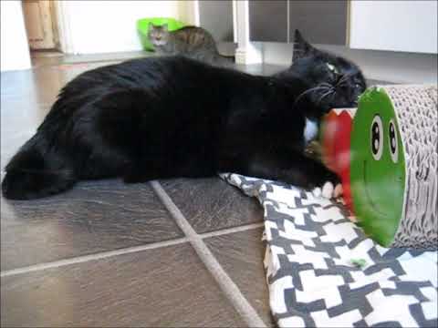 cat แปลว่า 500 subscribers special