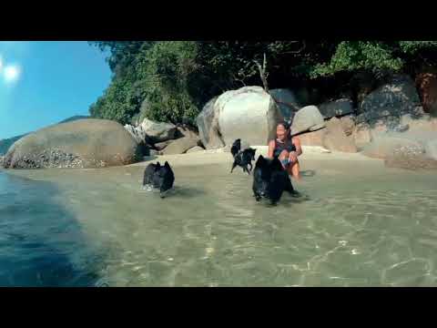 Sailing Schipperkes have fun on Pangkor secret beach