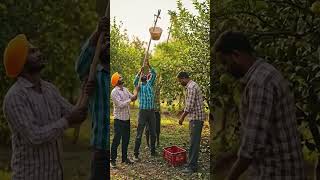 देसी जुगाड़ से बनाई नींबू तोड़ने की मशीन 🍋 | #lemonharvest #desijugaad #farming #amazingjugad #short