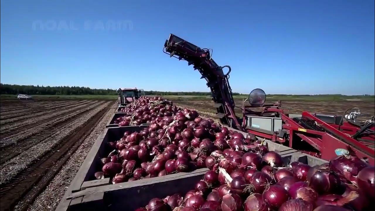 Teknologi Pertanian Panen Bawang Merah  Budidaya Bawang Merah  YouTube