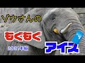 ゾウさんのもぐもぐアイス　２０２１年度版