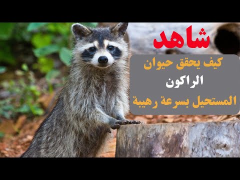 صدق أو لا تصدق هذا هو السر الغامض وراء عقل حيوان الراكون 