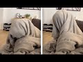 Dog under blanket wants walkies  funny pawsome pets