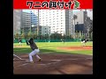 ワニの餌付け中... 😂😂😂 #shorts #野球 #funny
