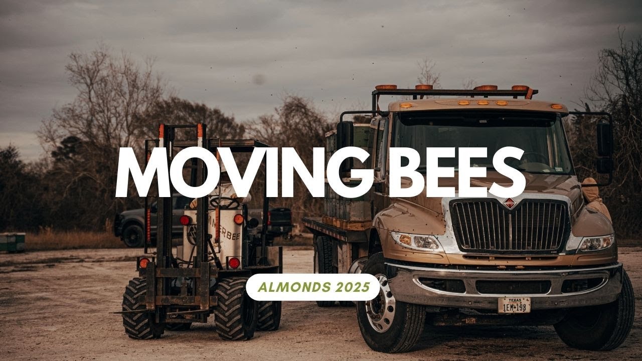 How Commercial Beekeepers Move Honeybees