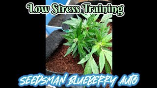 Low Stress Training Outdoor Seedsman Blueberry Auto||Week 2 Flower