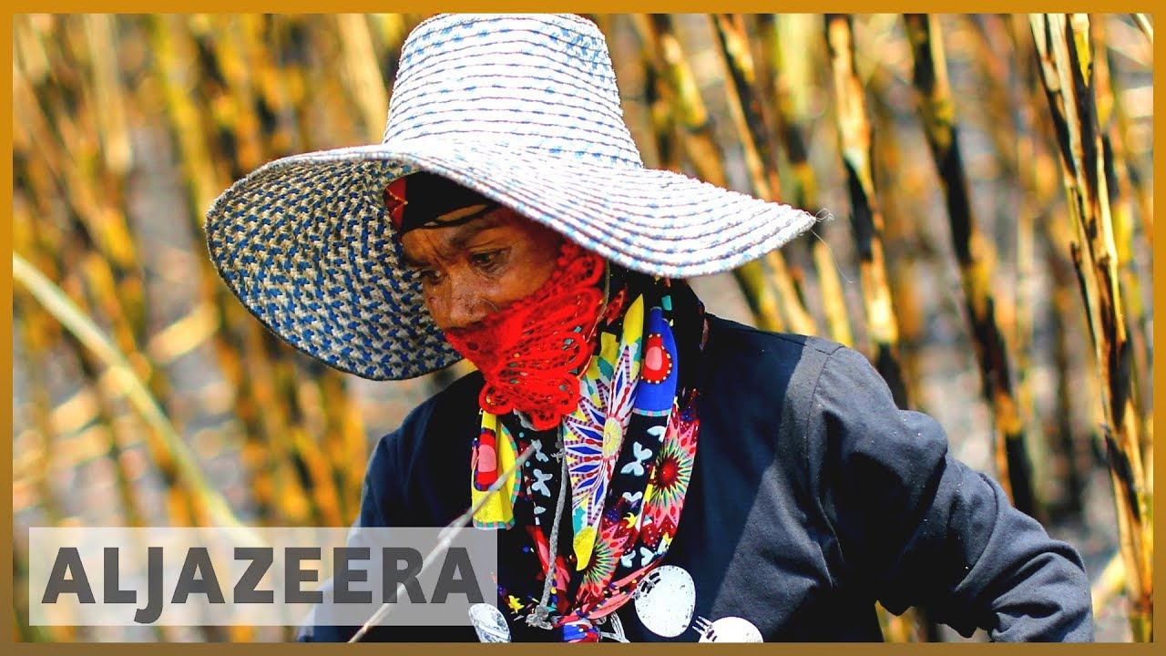 Thailand's sugarcane production: Oversupply sends prices south