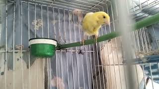 اجمل غناء كناري جديد للتعليم 🐤 The Best Canary Singing