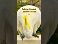 Cockatoo Sneaky Charm! #cockatoo #birds #wildlife