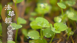 【靜思妙蓮華】法華經譬喻品 - 十二因緣 了悟實法 - 20201118 第558集