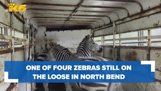Animal control officers, North Bend residents searching for final zebra
