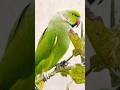 Cute Green Parrot Talking On Wooden Box #talkingparot
